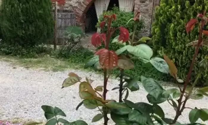 Homepal-Torrita-di-Siena-Azienda-agricola-e-turisticaGiardino