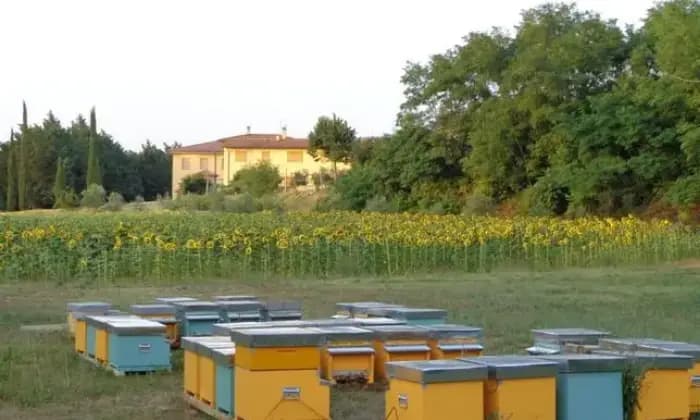 Rexer-Deruta-Azienda-agricola-in-Vendita-in-Via-della-Vigna-a-Deruta-ALTRO