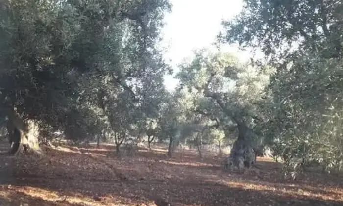 Rexer-Ostuni-Trullo-con-uliveto-Ostuni-F-TERRENO