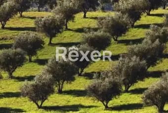 Rexer-Otranto-Oliveto-Edificabile-a-minuti-da-Otranto-LE-Giardino