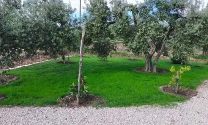 Rexer-Troia-Villetta-da-completare-con-giardino-e-oliveto-Giardino