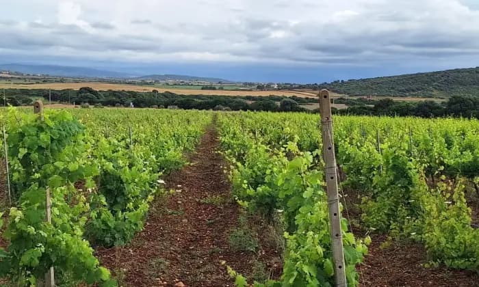 Rexer-Sassari-Tenuta-vitivinicola-e-olivicola-Nord-Sardegna-Terrazzo