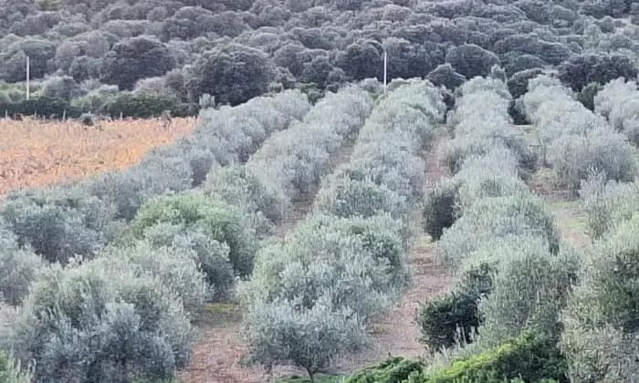 Rexer-Sassari-Tenuta-vitivinicola-e-olivicola-Nord-Sardegna-Terrazzo